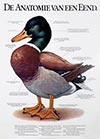 <h1>Braldt Bralds (1951-)</h1>De Anatomie van een Eend<br /><b>838 | A-/B+ | Braldt Bralds (1951-) - De Anatomie van een Eend | &euro; 120 - 200</b>